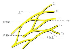 我院邀请国际知名臂丛神经医生,上海华山医院劳杰教授